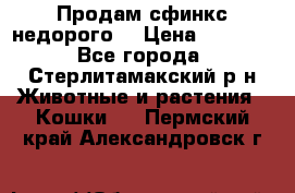 Продам сфинкс недорого  › Цена ­ 1 000 - Все города, Стерлитамакский р-н Животные и растения » Кошки   . Пермский край,Александровск г.